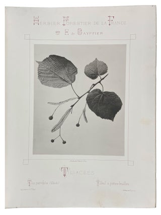 Herbier Forestier de la France Reproduction par la photographie d'après nature et de grandeur naturelle des principales plantes ligneuses qui croissent spontanément en forêt. Description botanique. Situation. Culture. Qualités. Usages.
