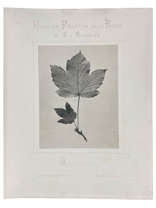 Herbier Forestier de la France Reproduction par la photographie d'après nature et de grandeur naturelle des principales plantes ligneuses qui croissent spontanément en forêt. Description botanique. Situation. Culture. Qualités. Usages.