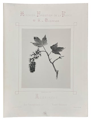 Herbier Forestier de la France Reproduction par la photographie d'après nature et de grandeur naturelle des principales plantes ligneuses qui croissent spontanément en forêt. Description botanique. Situation. Culture. Qualités. Usages.