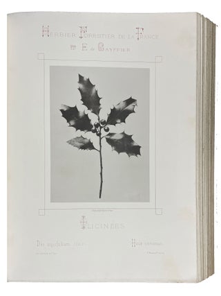 Herbier Forestier de la France Reproduction par la photographie d'après nature et de grandeur naturelle des principales plantes ligneuses qui croissent spontanément en forêt. Description botanique. Situation. Culture. Qualités. Usages.