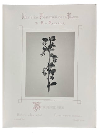 Herbier Forestier de la France Reproduction par la photographie d'après nature et de grandeur naturelle des principales plantes ligneuses qui croissent spontanément en forêt. Description botanique. Situation. Culture. Qualités. Usages.
