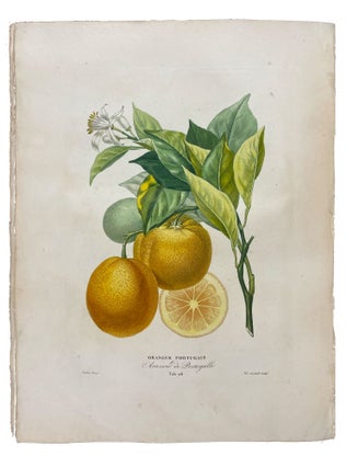 Item #41098 Histoire Naturelle des Orangers. Joseph Antoine RISSO, Pierre Antoine POITEAU