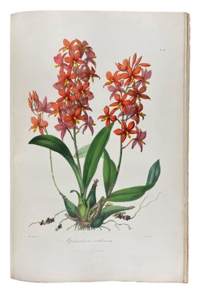 Item #41127 Sertum Orchidaceum: A Wreath of the Most Beautiful Orchidaceous Flowers. John LINDLEY