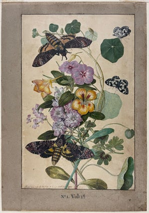 Item #41192 Flower subject with insects, Butterfly. Thomas ROBINS, the Younger