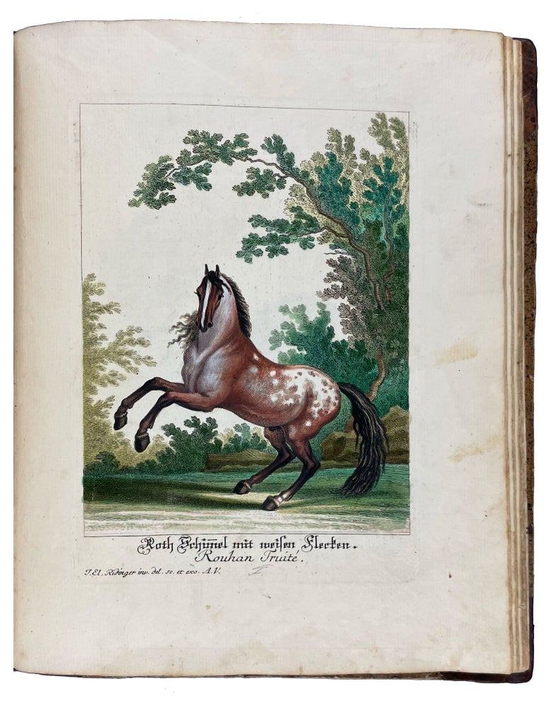 Item #41368 [Vorstellung der Pferde, nach ihren Hauptfarben und derselben verschiedenen Abtheilungen, Complexion, und der daraus entspringenden Beschaffenheit]. Johann Elias RIDINGER.