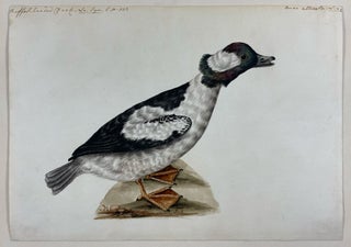 Item #41432 Buffle-Headed Duck. Sarah STONE