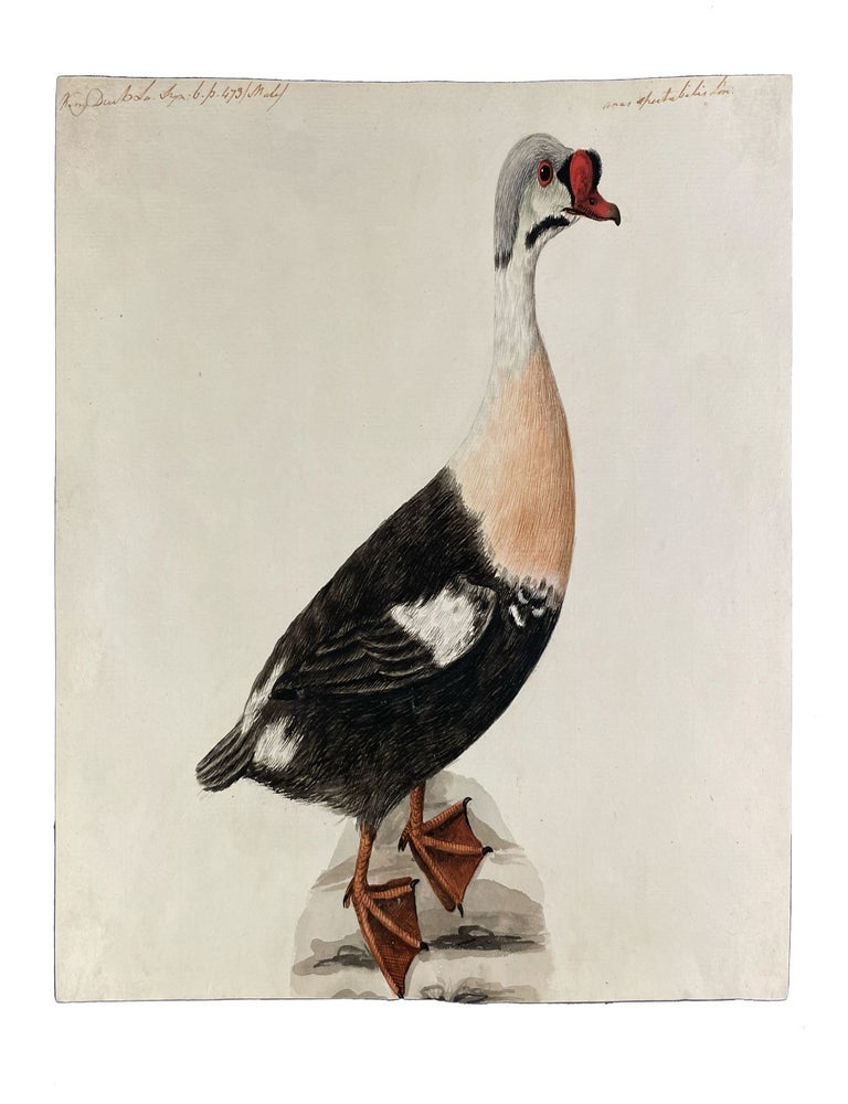 Item #41433 King Duck. Sarah STONE.