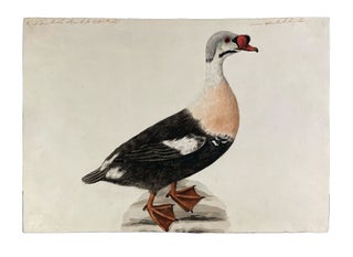 Item #41433 King Duck. Sarah STONE