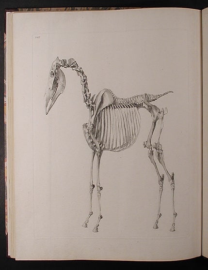 Item #41453 The Anatomy of the Horse: Including a Particular Description of the Bones, Cartilages, Muscles, Fascias. Ligaments, Nerves, Arteries, Veins, and Glands. George STUBBS.