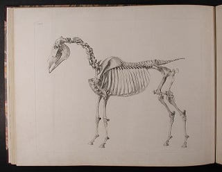 Item #41453 The Anatomy of the Horse: Including a Particular Description of the Bones,...