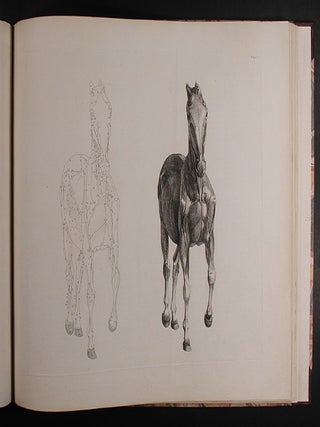 The Anatomy of the Horse: Including a Particular Description of the Bones, Cartilages, Muscles, Fascias. Ligaments, Nerves, Arteries, Veins, and Glands