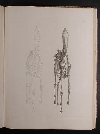 The Anatomy of the Horse: Including a Particular Description of the Bones, Cartilages, Muscles, Fascias. Ligaments, Nerves, Arteries, Veins, and Glands