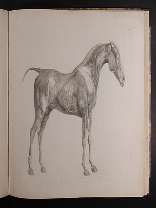 The Anatomy of the Horse: Including a Particular Description of the Bones, Cartilages, Muscles, Fascias. Ligaments, Nerves, Arteries, Veins, and Glands