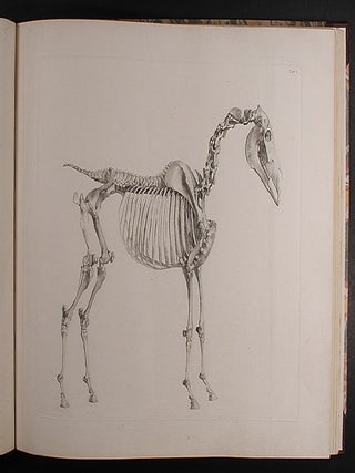 The Anatomy of the Horse: Including a Particular Description of the Bones, Cartilages, Muscles, Fascias. Ligaments, Nerves, Arteries, Veins, and Glands