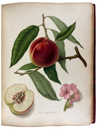 Item #41486 Pomona Londinensis: Containing Coloured Engravings of the Most Esteemed Fruits...