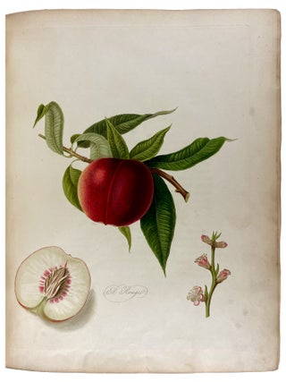 Pomona Londinensis: Containing Coloured Engravings of the Most Esteemed Fruits Cultivated in the British Gardens, with a Descriptive Account of Each Variety