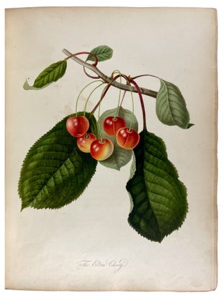 Pomona Londinensis: Containing Coloured Engravings of the Most Esteemed Fruits Cultivated in the British Gardens, with a Descriptive Account of Each Variety