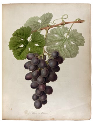 Pomona Londinensis: Containing Coloured Engravings of the Most Esteemed Fruits Cultivated in the British Gardens, with a Descriptive Account of Each Variety