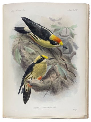 Biologia Centrali-Americana: Aves. Vols. I-IV