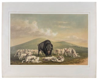Item #41609 Buffalo Hunt, White Wolves Attacking a Buffalo Bull. George CATLIN