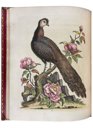 Item #41615 A Natural History of Uncommon Birds, and of Some Other Rare and Undescribed...