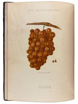 Hoffy's North American Pomologist, containing numerous finely colored drawings, accompanied by letter press descriptions, &c, of fruits of American origin. Edited by William D. Brinckl&eacute;