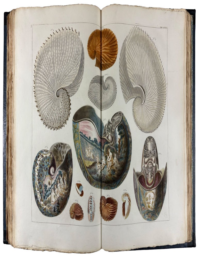 Item #41868 Locupletissimi Rerum Naturalium Thesauri Accurata Descriptio, et Iconibus Artificiosissimis Expressio, per Universam Physices Historiam. Albertus SEBA.