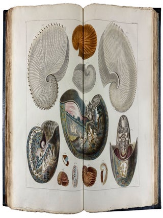 Item #41868 Locupletissimi Rerum Naturalium Thesauri Accurata Descriptio, et Iconibus...