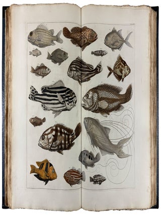 Locupletissimi Rerum Naturalium Thesauri Accurata Descriptio, et Iconibus Artificiosissimis Expressio, per Universam Physices Historiam
