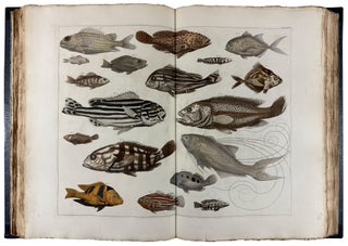 Locupletissimi Rerum Naturalium Thesauri Accurata Descriptio, et Iconibus Artificiosissimis Expressio, per Universam Physices Historiam