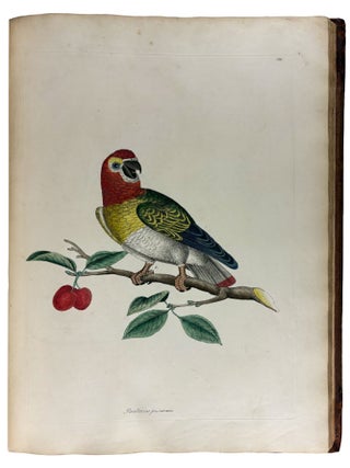 Item #41995 Cimelia physica: Figures of rare and curious quadrupeds, birds, &c. Together with...