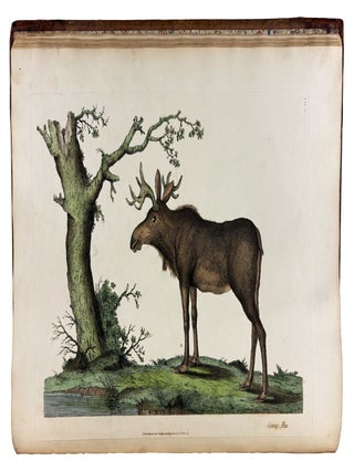 Cimelia physica: Figures of rare and curious quadrupeds, birds, &c. Together with Several of the Most Elegant Plants. Engraved and Coloured from the subjects themselves