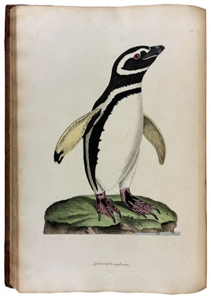Cimelia physica: Figures of rare and curious quadrupeds, birds, &c. Together with Several of the Most Elegant Plants. Engraved and Coloured from the subjects themselves
