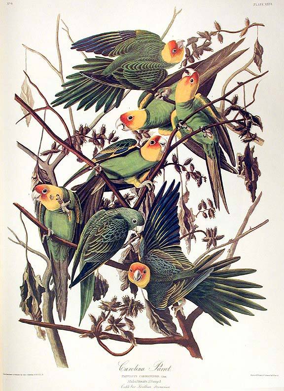 Carolina Parrot. From The Birds of America Amsterdam Edition | John ...