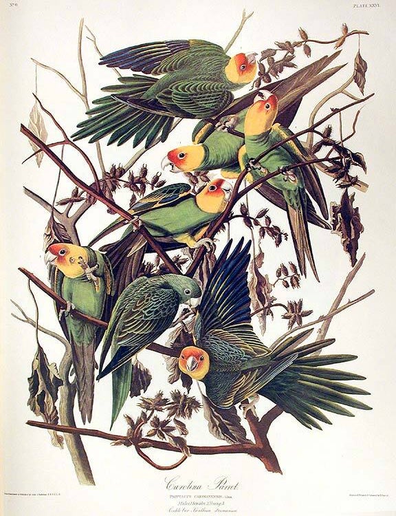 Item #42005 Carolina Parrot. From "The Birds of America" (Amsterdam Edition). John James AUDUBON.