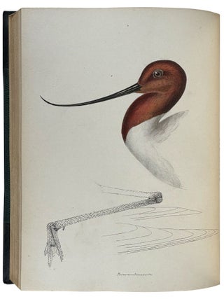 A Synopsis of the Birds of Australia and the Adjacent Islands