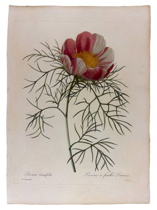 Item #42069 Pivoine a feuilles lin&eacute;aires. Pierre-Joseph REDOUT&Eacute