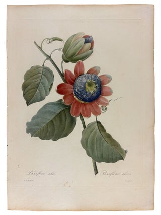 Item #42070 Passiflore ailée. Pierre-Joseph REDOUTÉ