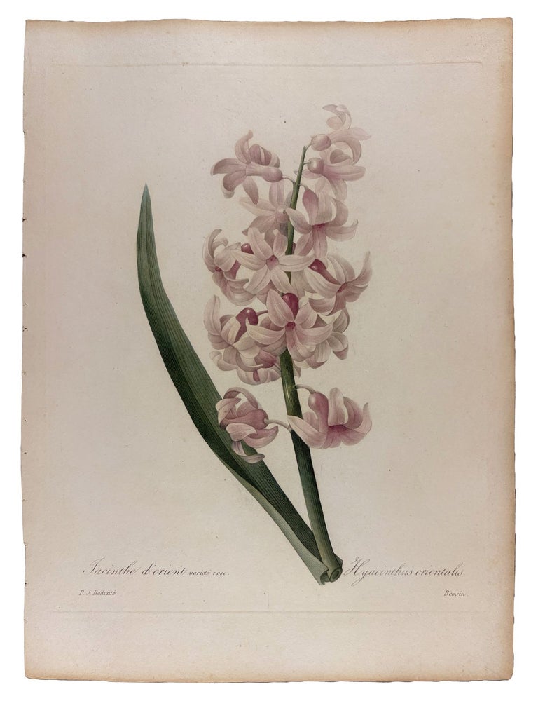 Item #42071 Jacinthe d'Orient. Pierre-Joseph REDOUT&Eacute;.