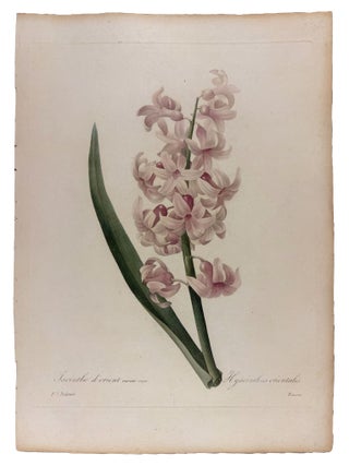 Item #42071 Jacinthe d'Orient. Pierre-Joseph REDOUTÉ
