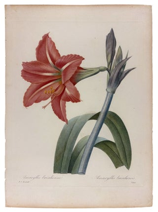 Item #42072 Amaryllis brasilienne. Pierre-Joseph REDOUTÉ