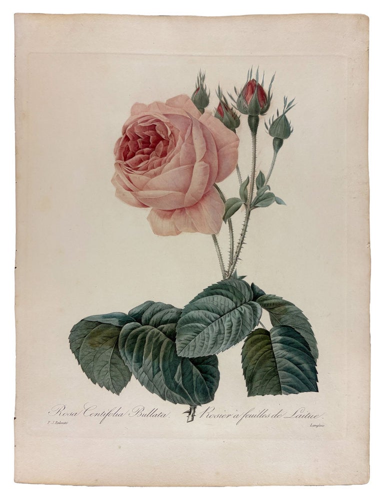 Item #42073 Rosier a feuilles de Laitue. Pierre-Joseph REDOUT&Eacute;.