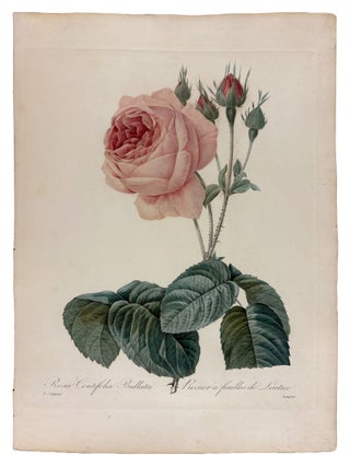 Item #42073 Rosier a feuilles de Laitue. Pierre-Joseph REDOUTÉ