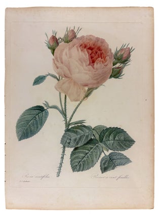 Item #42074 Rosier a Cent Feuilles. Pierre-Joseph REDOUTÉ