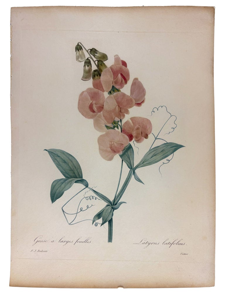 Item #42076 Gesse &agrave; larges feuilles. Pierre-Joseph REDOUT&Eacute;.