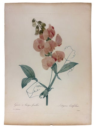 Item #42076 Gesse &agrave; larges feuilles. Pierre-Joseph REDOUT&Eacute