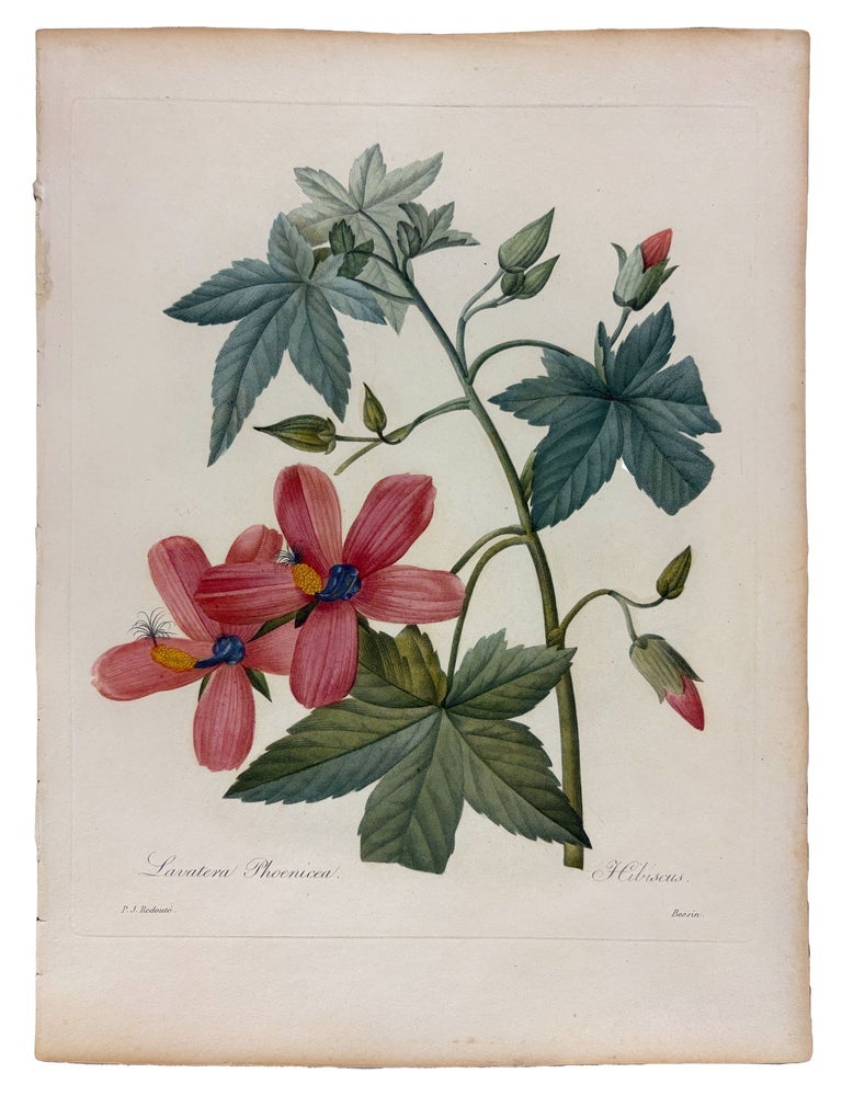 Item #42078 Hibicus. Pierre-Joseph REDOUT&Eacute;.