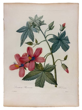 Item #42078 Hibicus. Pierre-Joseph REDOUTÉ