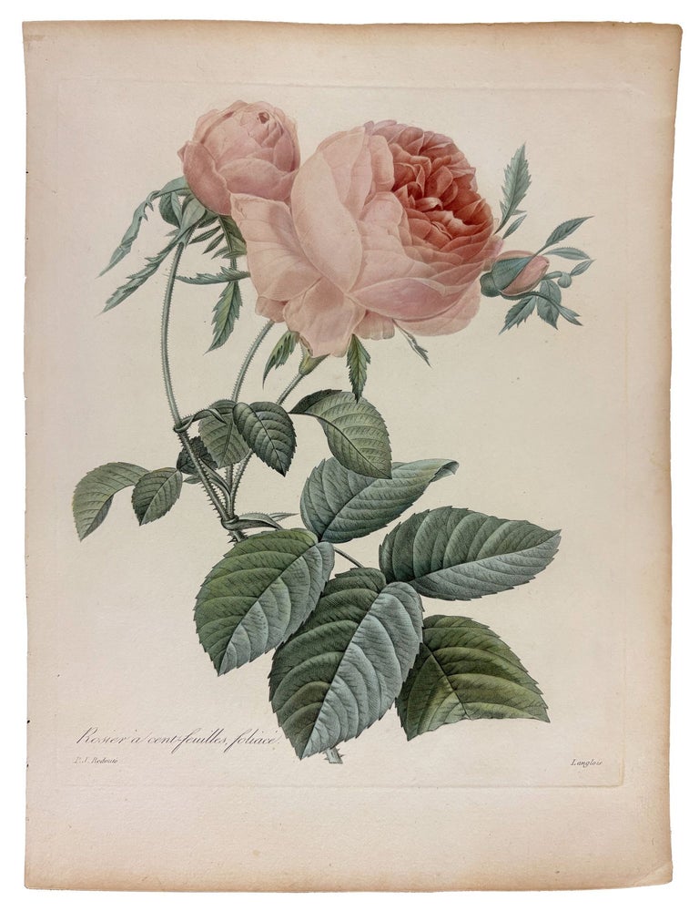 Item #42079 Rosier a cent-feullies, Foliace. Pierre-Joseph REDOUT&Eacute;.