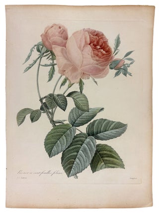 Item #42079 Rosier a cent-feullies, Foliace. Pierre-Joseph REDOUTÉ